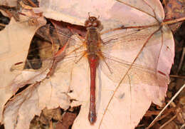 Image of Autumn Meadowhawk