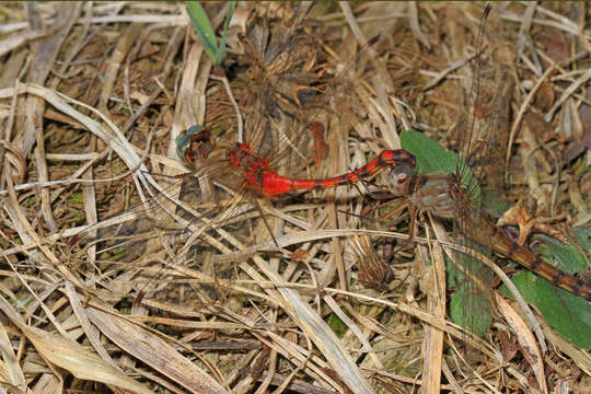 Image of Blue-faced Meadowhawk