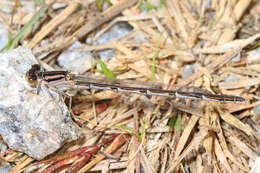 Image of Familiar Bluet