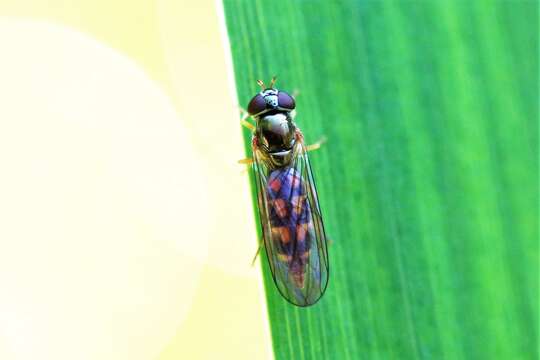 Image of Melanostoma scalare (Fabricius 1794)