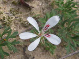 Image of Pelargonium reflexum (Andr.) Pers.