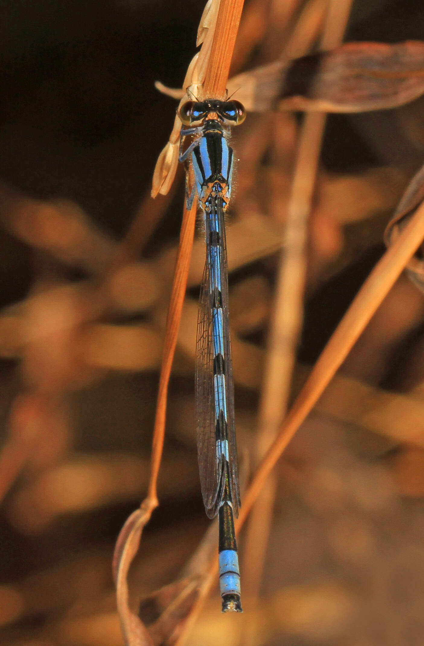 Image of Familiar Bluet