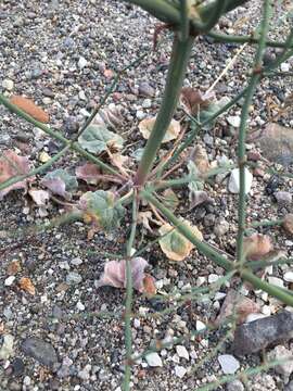 Eriogonum deflexum var. nevadense Reveal resmi