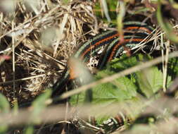 Image of San Francisco garter snake