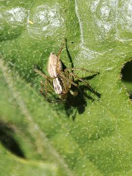 Image of Oxyopes lineatus Latreille 1806