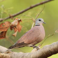 Image of Streptopelia Bonaparte 1855