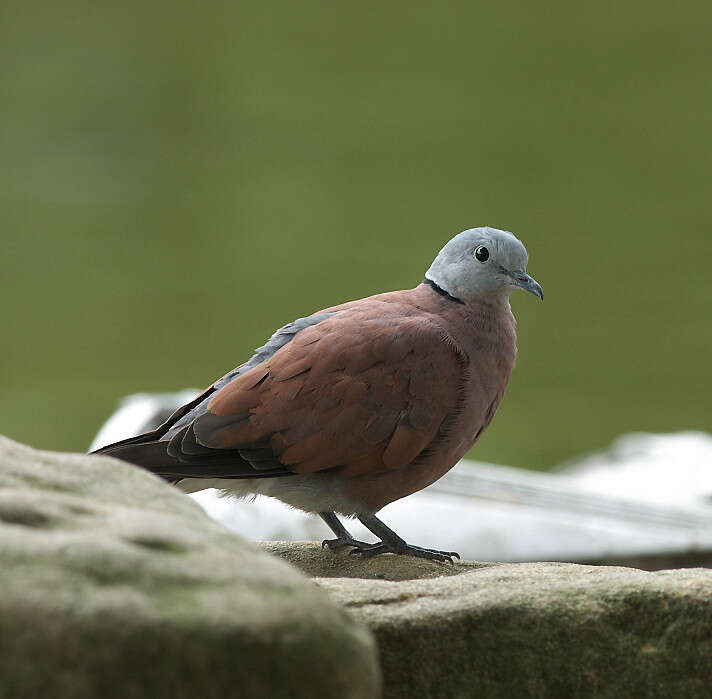 Image of Streptopelia Bonaparte 1855