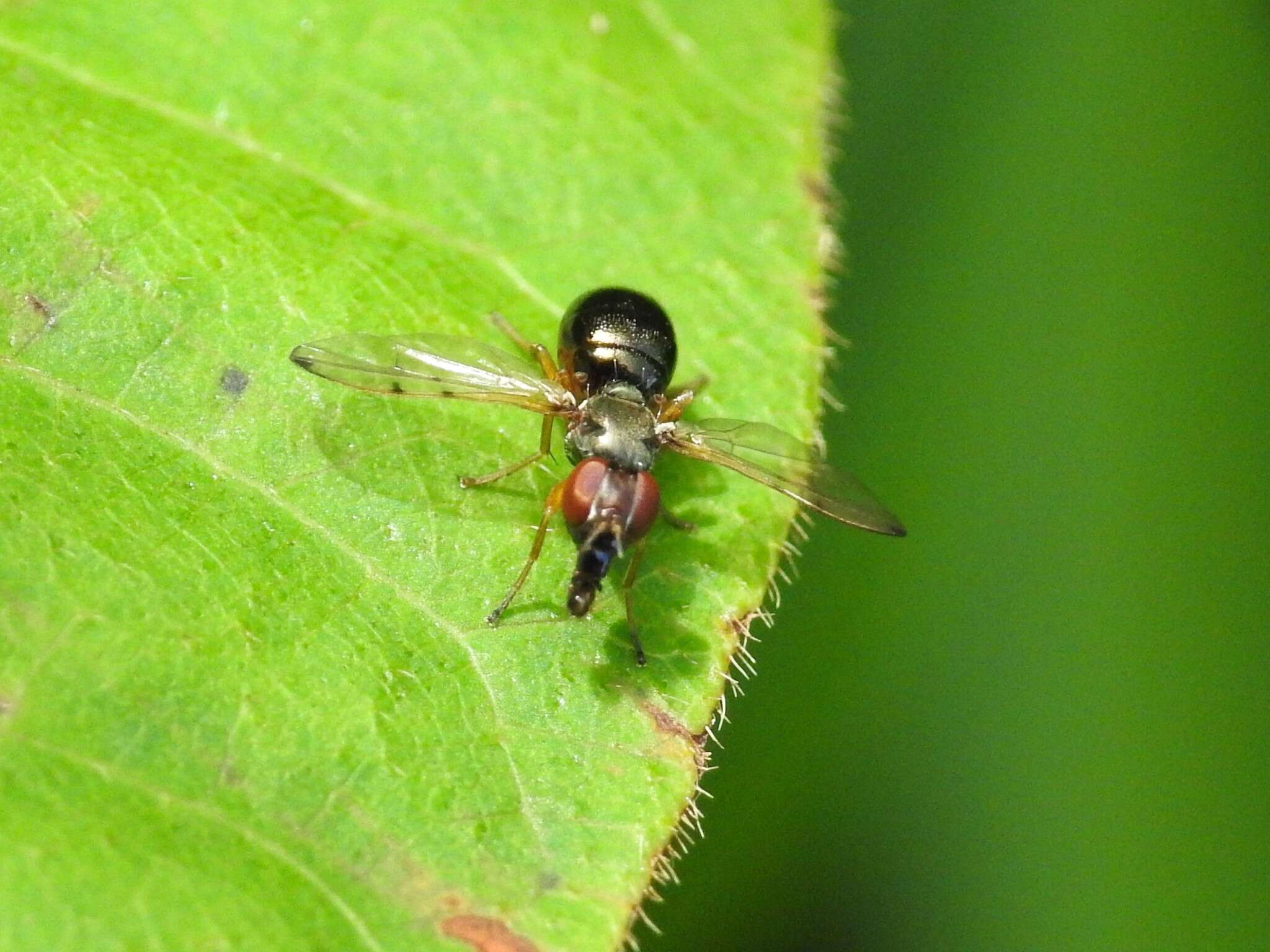 Image of Rivellia maculipennis (Bigot 1886)