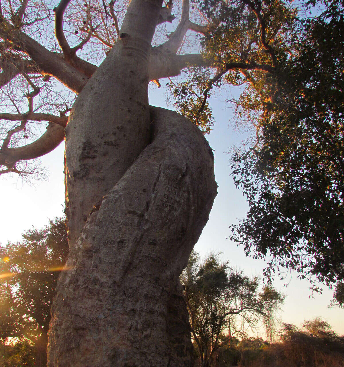 Image de Adansonia za Baill.