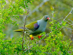 Image of African Green Pigeon