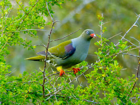 Image of African Green Pigeon