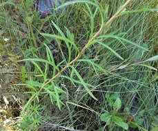 Imagem de Leucanthemella linearis (Matsum.) Tzvel.