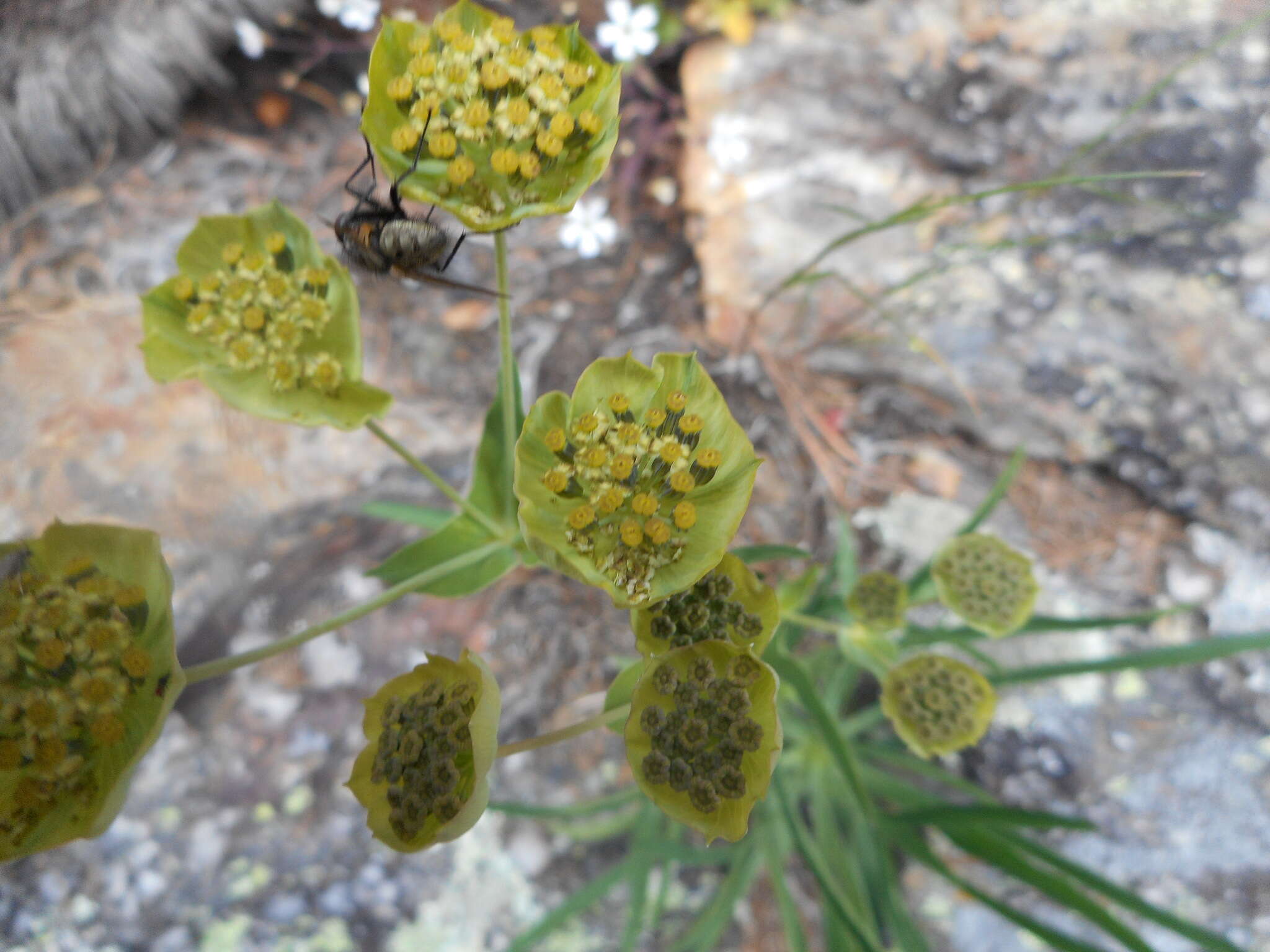 Sivun Bupleurum stellatum L. kuva