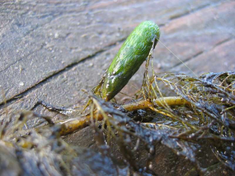 Слика од Myriophyllum verticillatum L.