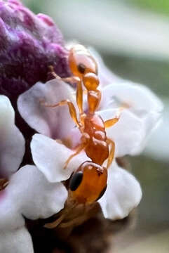 صورة Pseudomyrmex simplex (Smith 1877)