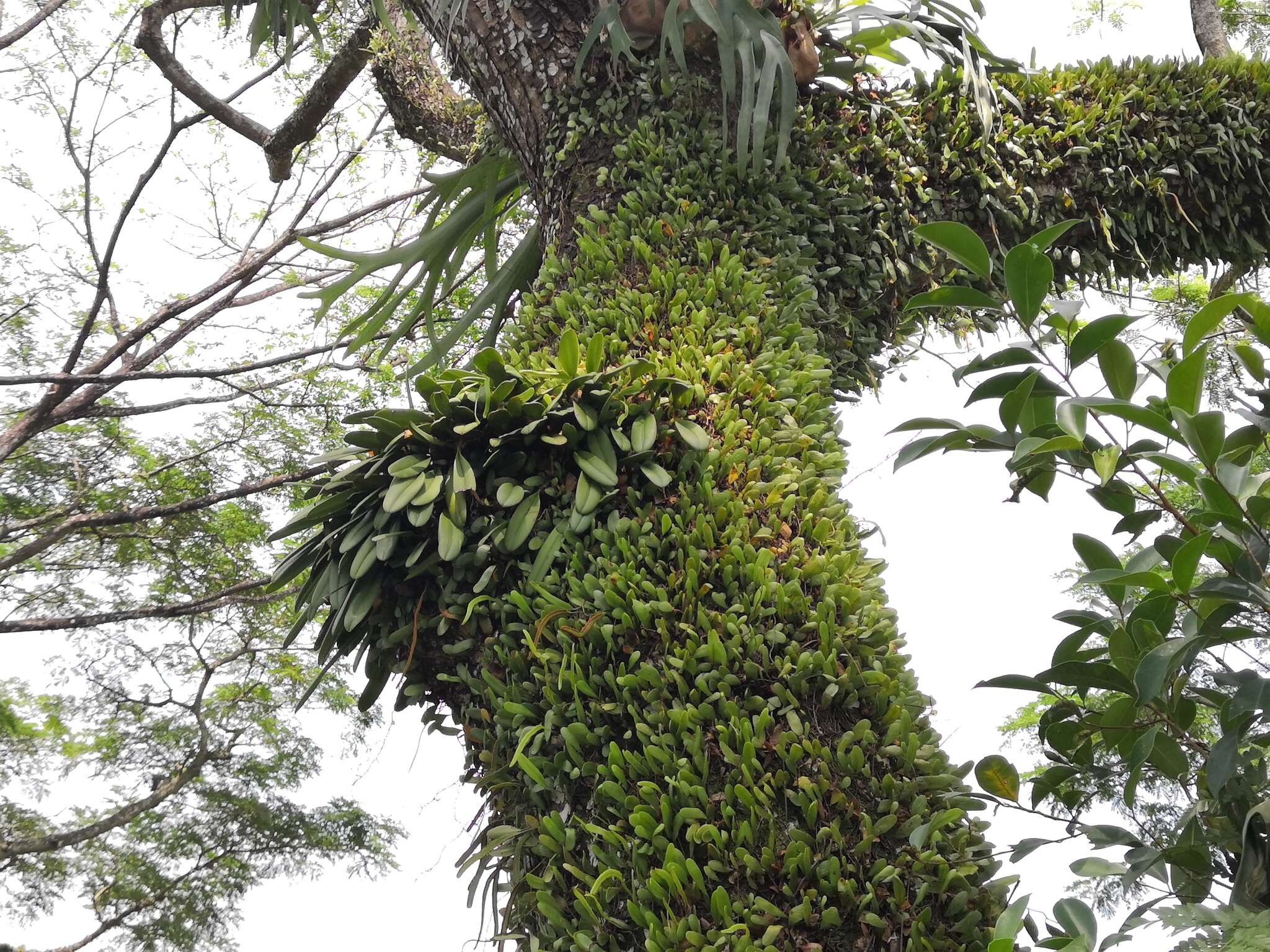 Image of Medusa's Bulbophyllum