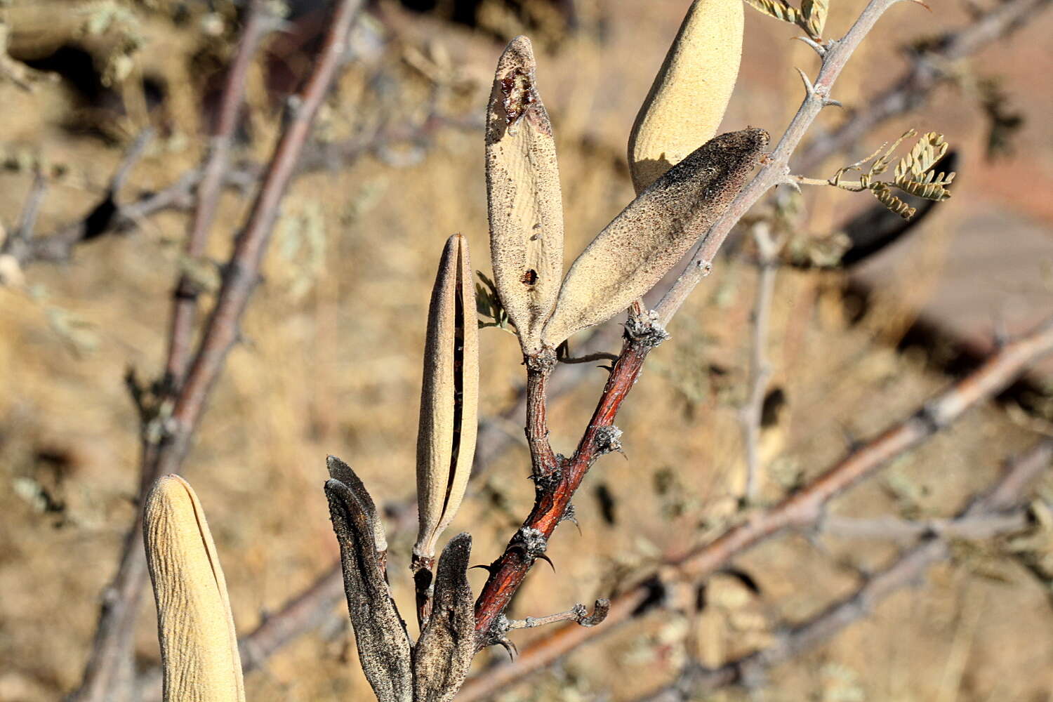 Vachellia hebeclada (DC.) Kyal. & Boatwr. resmi