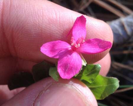 Image of Oenothera deserticola (Loes.) Munz