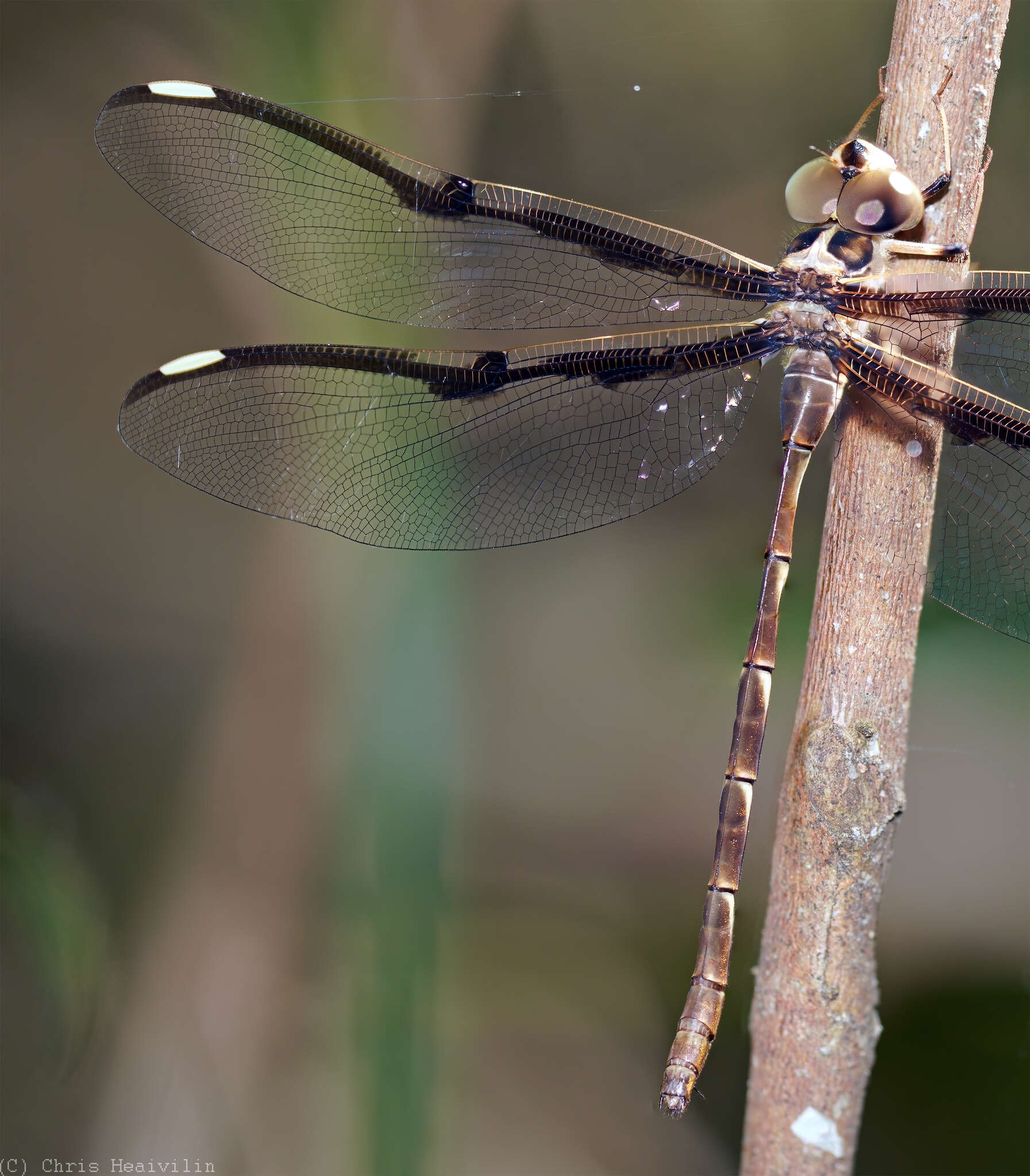 Image of Telephlebia tillyardi Campion ex Tillyard 1916