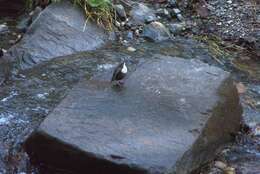 Image of Cinclus cinclus aquaticus (Bechstein 1797)