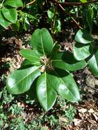 Image of Pacific madrone