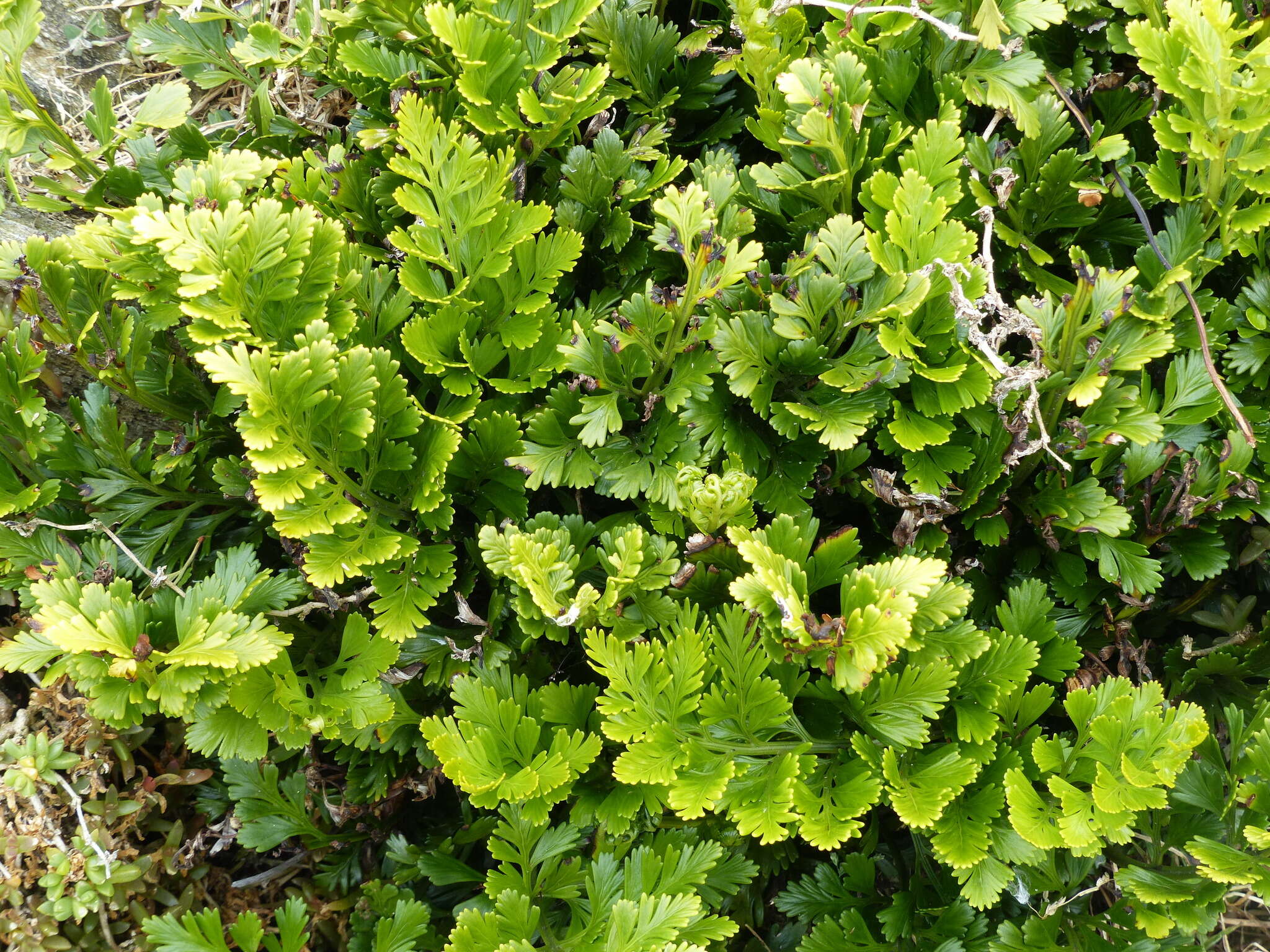 Image of Asplenium chathamense Brownsey