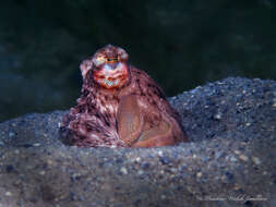 Image de Macrotritopus Grimpe 1922