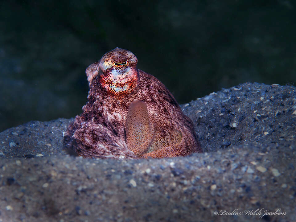 Image of Macrotritopus Grimpe 1922