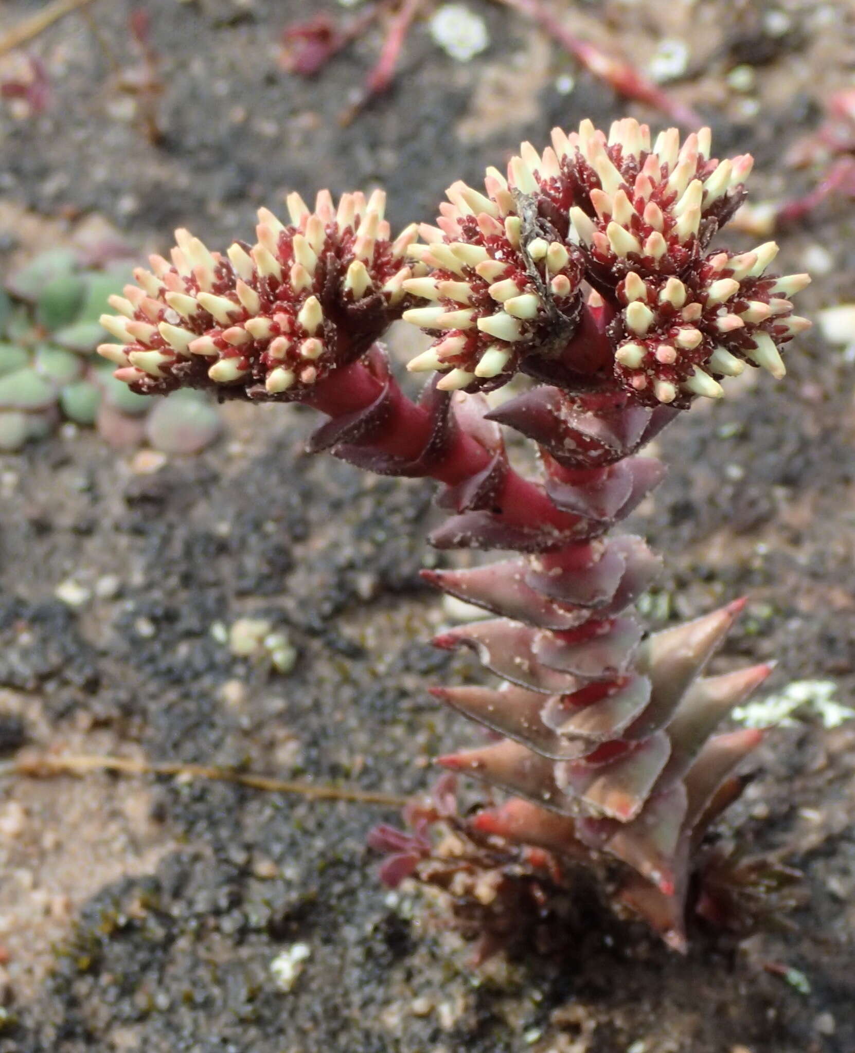 Image of Crassula alpestris subsp. alpestris