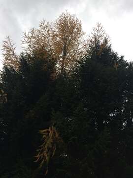 Image of European Larch