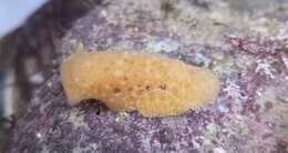 Image of grey sea slug