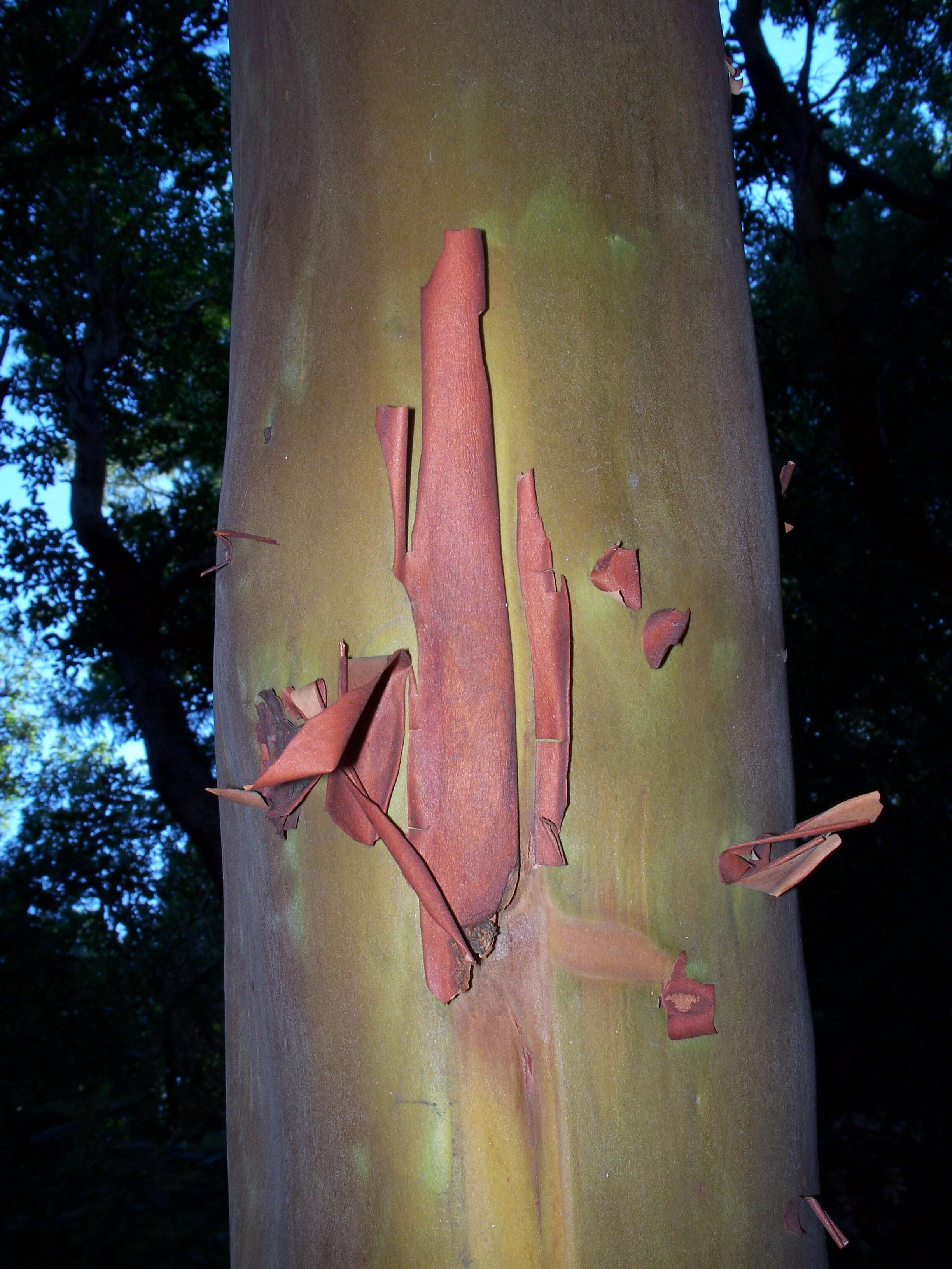 Image of Pacific madrone