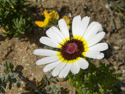 Слика од Glebionis carinata (Schousb.) N. N. Tzvel.