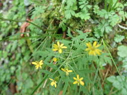 صورة Nemosenecio formosanus (Kitam.) B. Nord.