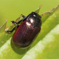 Image of Chrysolina (Chalcoidea) marginata (Linnaeus 1758)