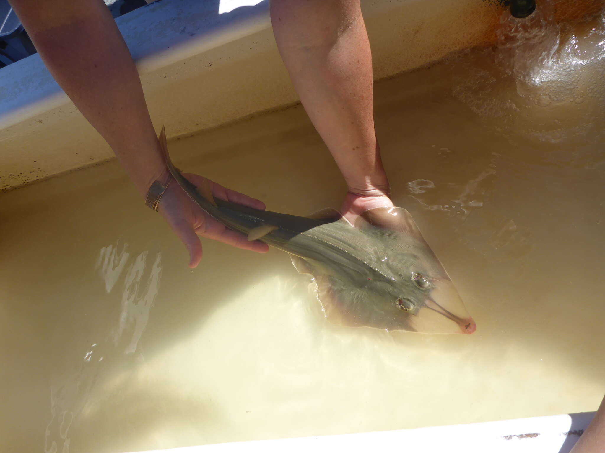 Image of Guitarfish