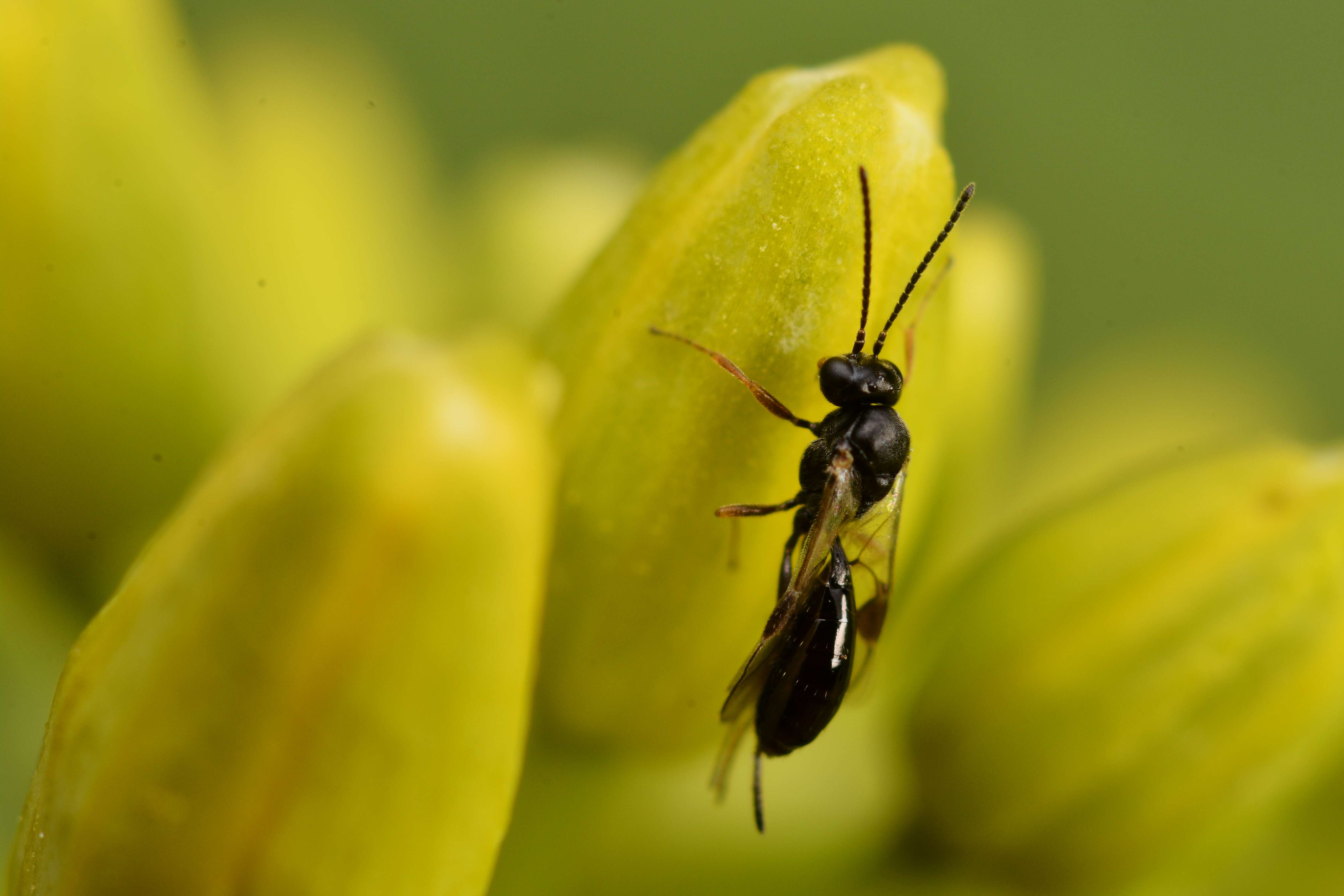 Image of Tersilochinae