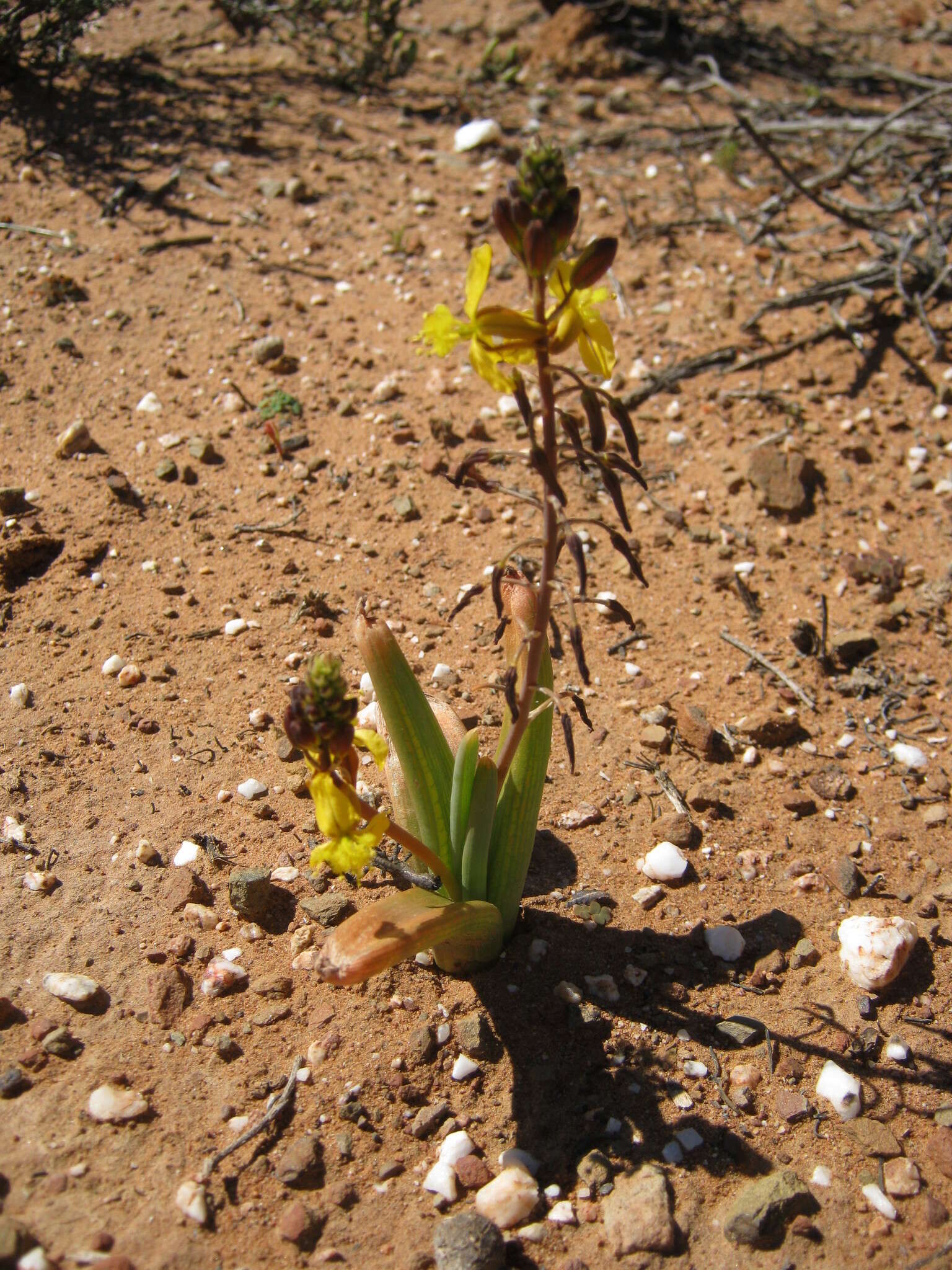 Image of Bulbine succulenta Compton