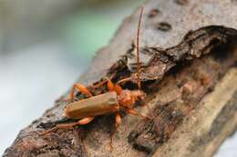 Image of Long-horned beetle