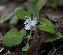 Matsumurella tuberifera (Makino) Makino的圖片