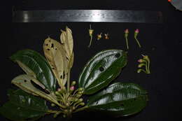 Imagem de Blakea multiflora D. Don