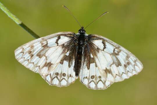 Image of Melanargia russiae