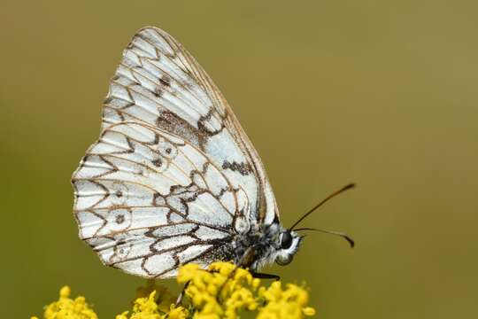 Image of Melanargia russiae