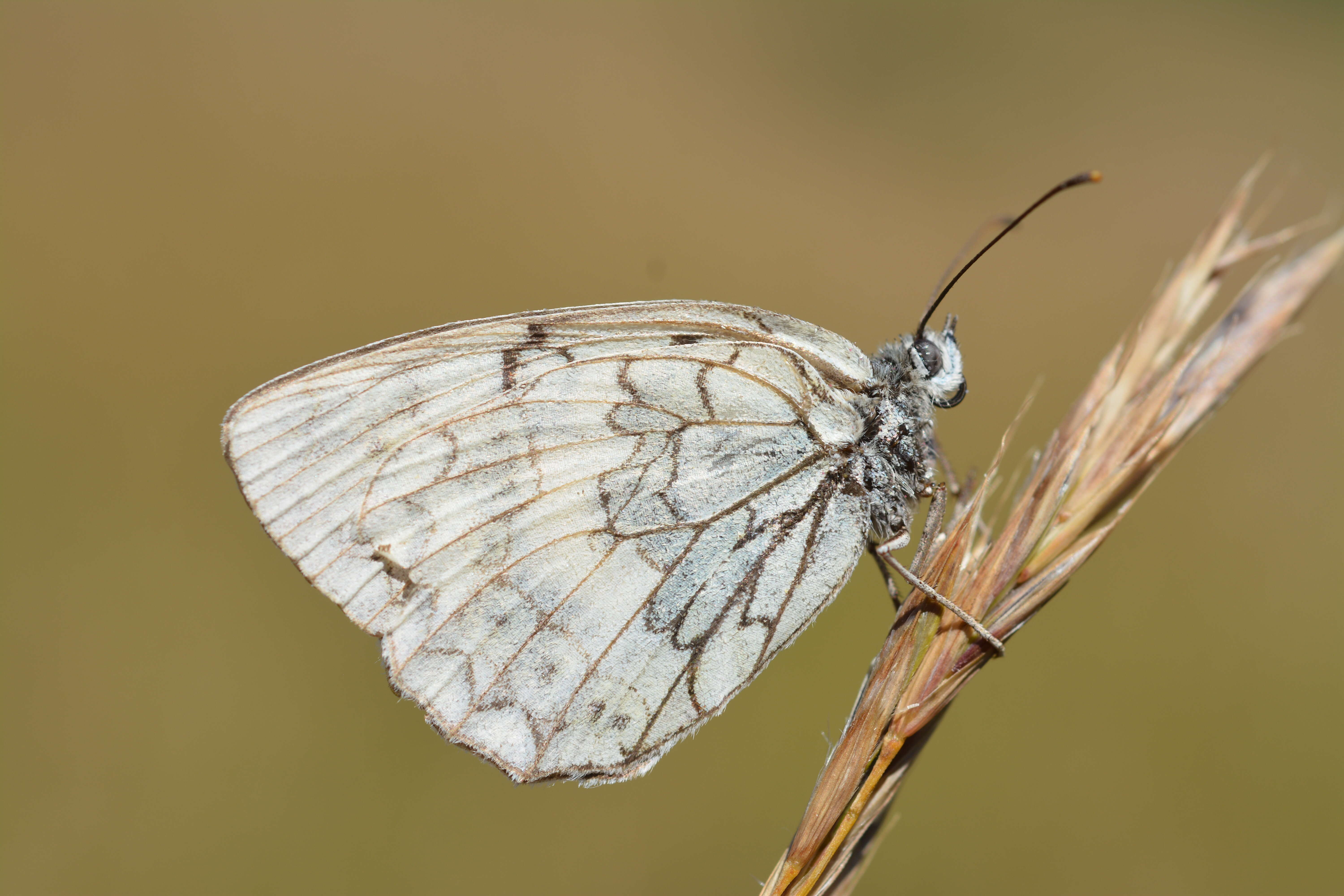 Image of Melanargia russiae