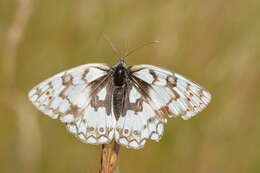 Image of Melanargia russiae