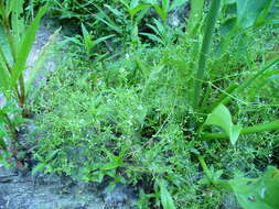 Image of three-petal bedstraw