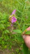 Imagem de Rhexia mariana var. interior (Pennell) Kral & Bostick