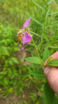 Imagem de Rhexia mariana var. interior (Pennell) Kral & Bostick