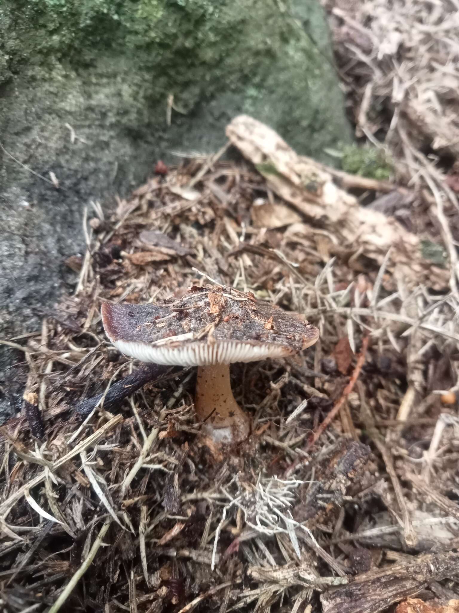 Image of Rhodocollybia purpurata (G. Stev.) J. A. Cooper 2014