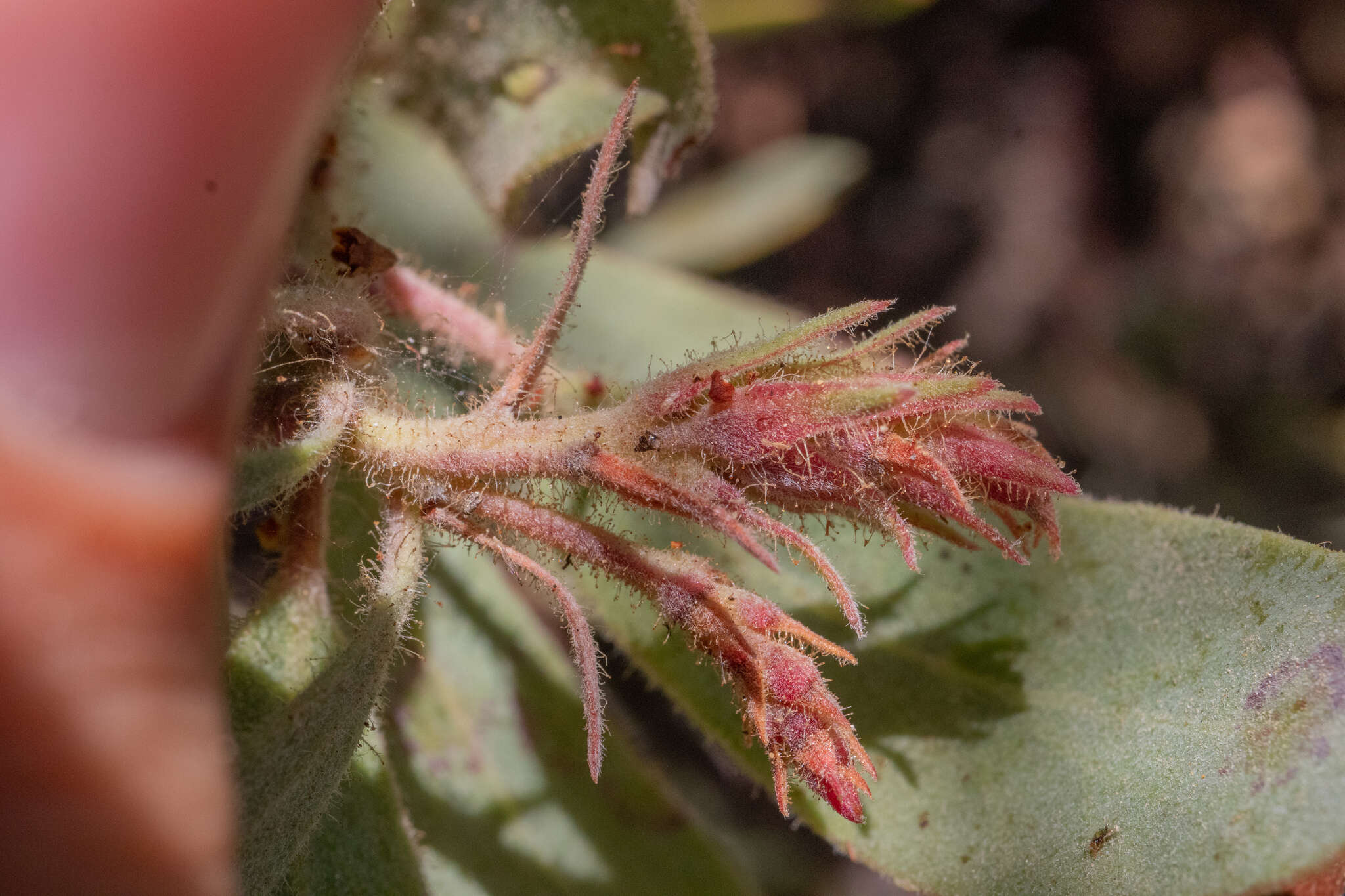 Image of Eastwood's manzanita